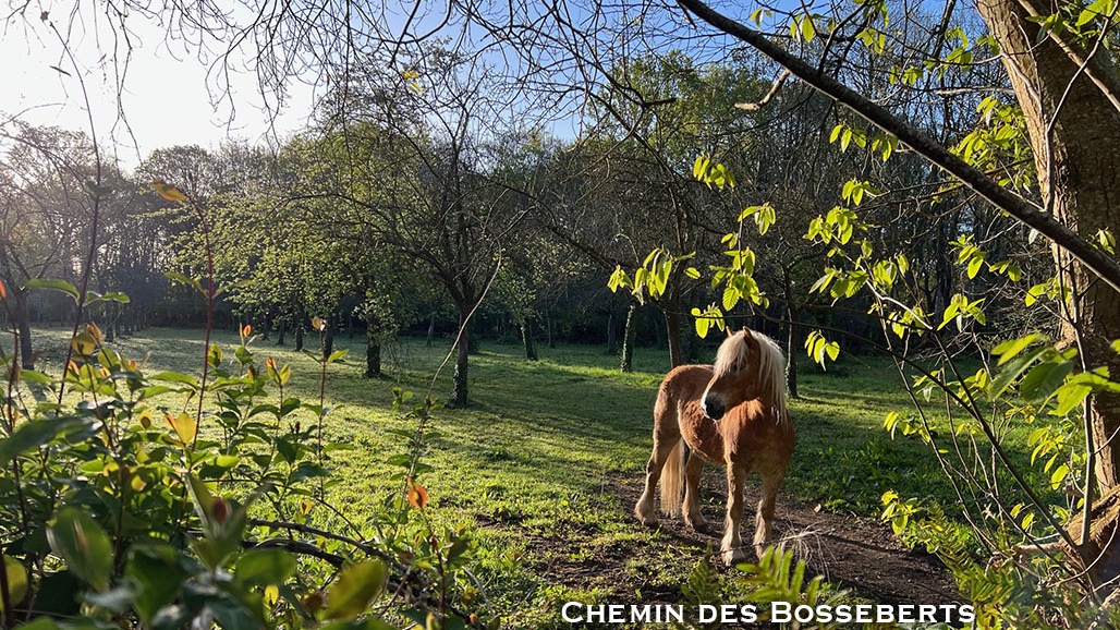 Âne dans un verger à Saint-Pierre-de-Cormeilles 