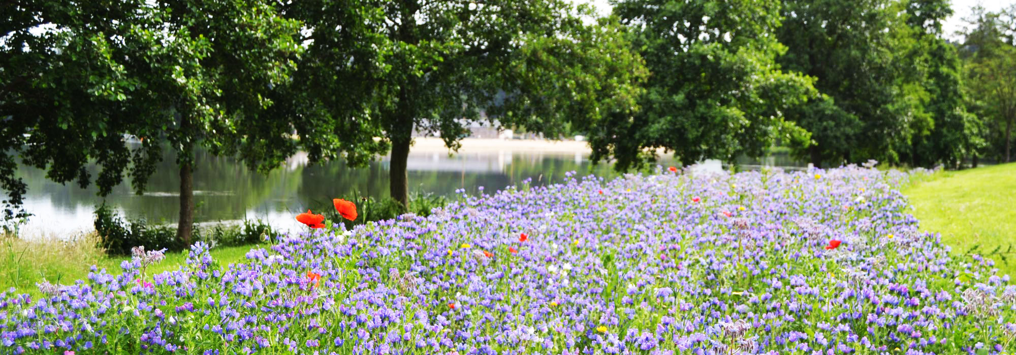 Prairie fleurie au bord de l’eau à Brionne 